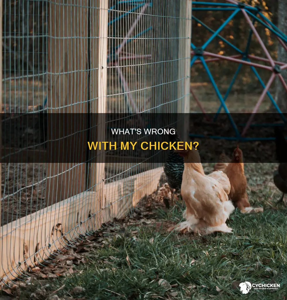 why is my chicken laying down all the time