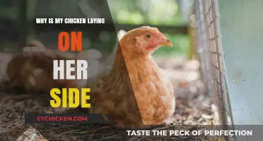 Why Is My Chicken Laying on Her Side? Causes and Solutions