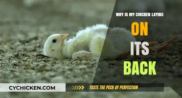 Why Chickens Lay on Their Backs: Causes and Solutions Explained