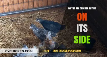 Why Is My Chicken Laying on Its Side? Causes and Solutions