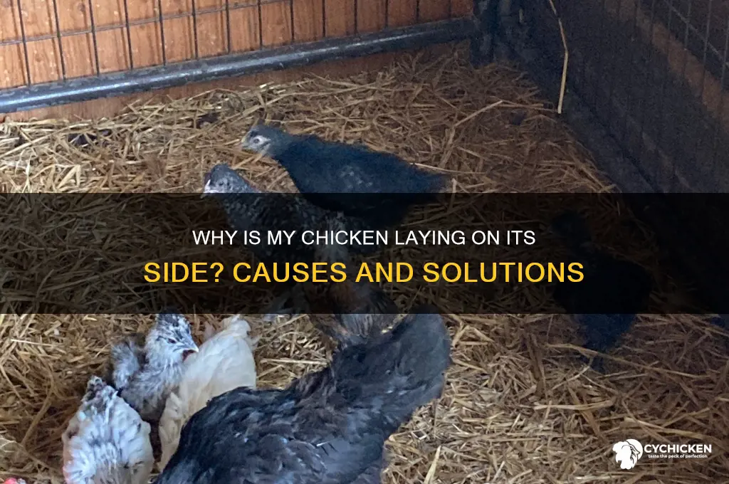 why is my chicken laying on its side