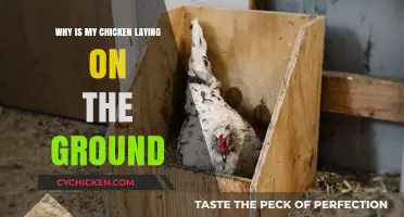 Why Is My Chicken Laying on the Ground? Causes & Solutions