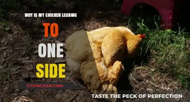 Why Is My Chicken Leaning? Causes and Solutions for Sideways Stance