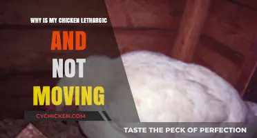 Why Is My Chicken Lethargic? Causes and Solutions for Inactivity