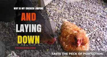 Why Is My Chicken Limping and Laying Down? Causes and Solutions
