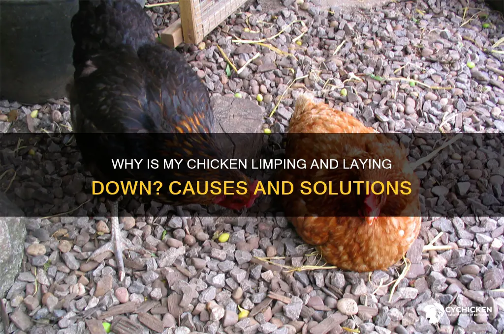 why is my chicken limping and laying down