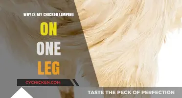 Why Is My Chicken Limping? Causes and Solutions for Limping Chickens