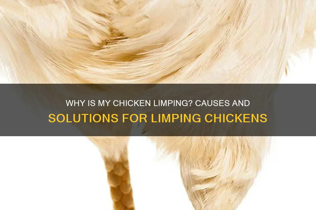 why is my chicken limping on one leg