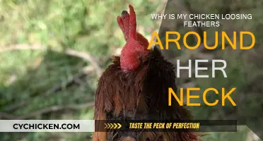 What's Behind My Chicken's Neck Feather Loss?