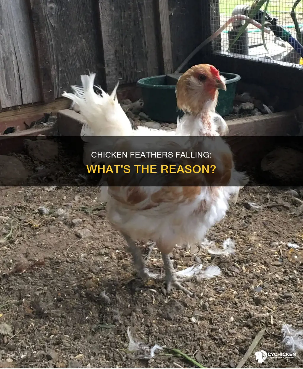 why is my chicken losing a lot of feathers
