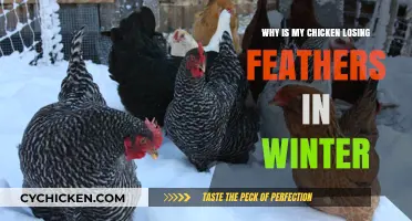 Winter Feather Loss in Chickens: Causes and Solutions Explained