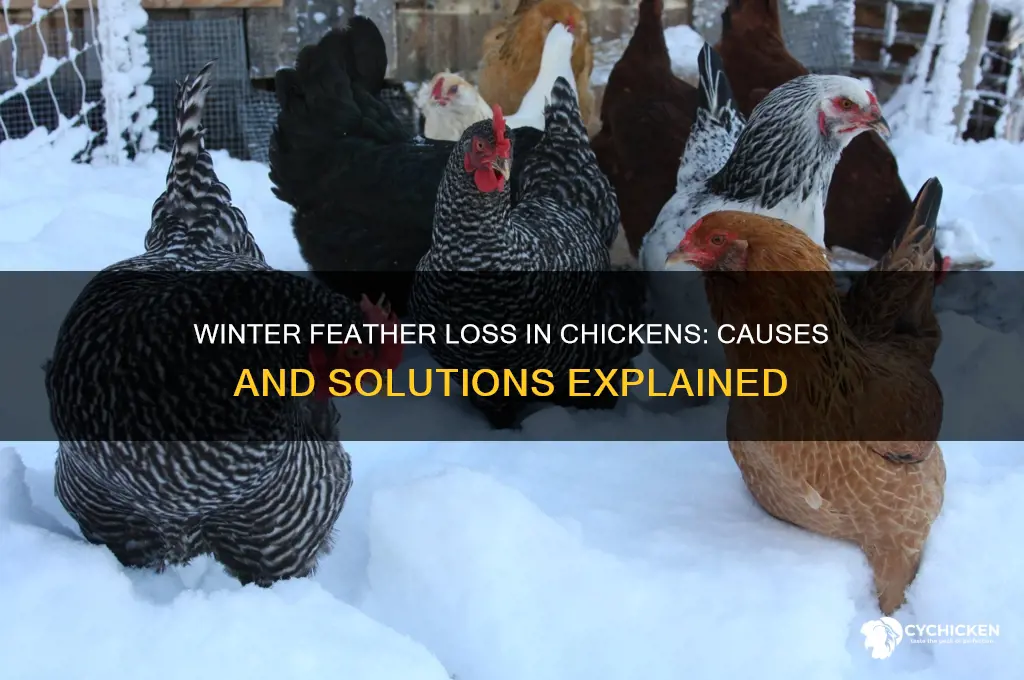 why is my chicken losing feathers in winter