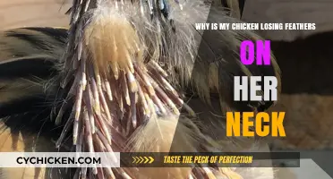 Causes of Feather Loss in Chickens and How to Treat It
