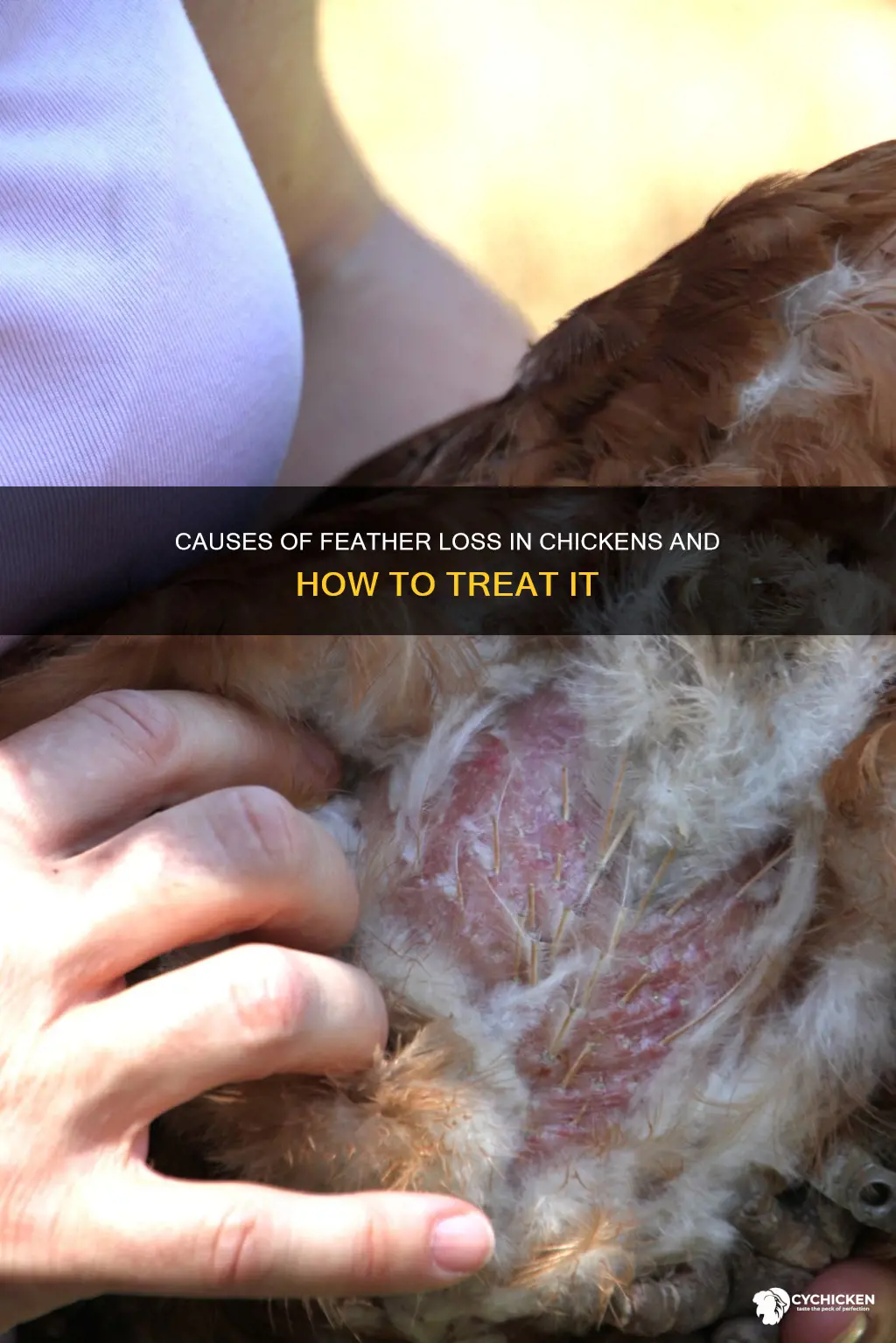 why is my chicken losing feathers on her neck