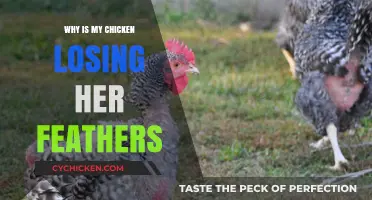Why Is My Chicken Losing Her Feathers? Causes and Solutions