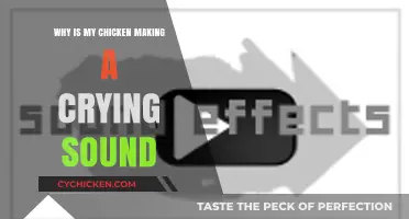 Why Is My Chicken Making a Crying Sound? Causes and Solutions