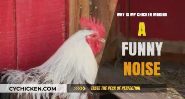 Why Is My Chicken Making Strange Noises? Causes and Solutions