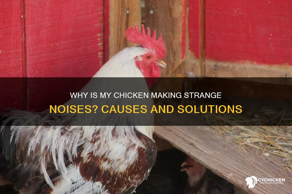 why is my chicken making a funny noise