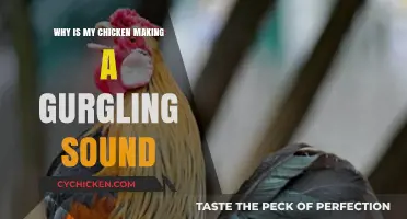 Why Is My Chicken Gurgling? Understanding and Addressing the Sound
