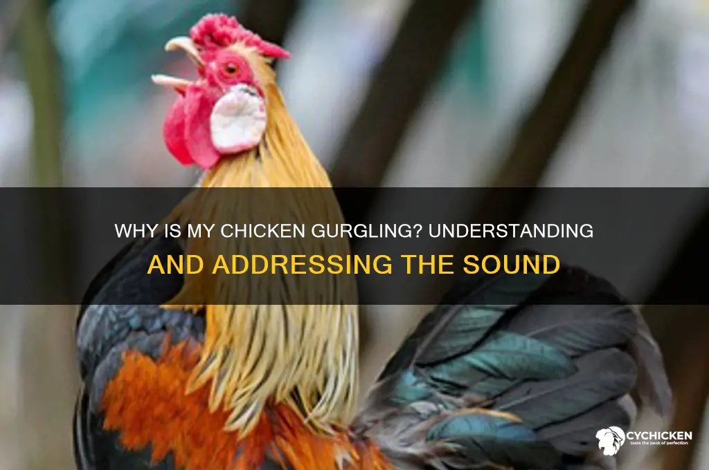 why is my chicken making a gurgling sound