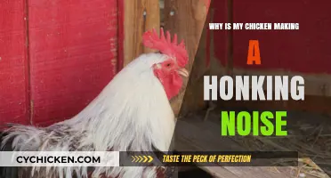 Why Does My Chicken Honk? Understanding Unusual Chicken Noises