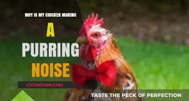 Why Is My Chicken Purring? Understanding Unusual Chicken Noises