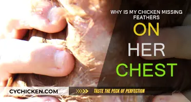 What's Behind My Chicken's Missing Chest Feathers?