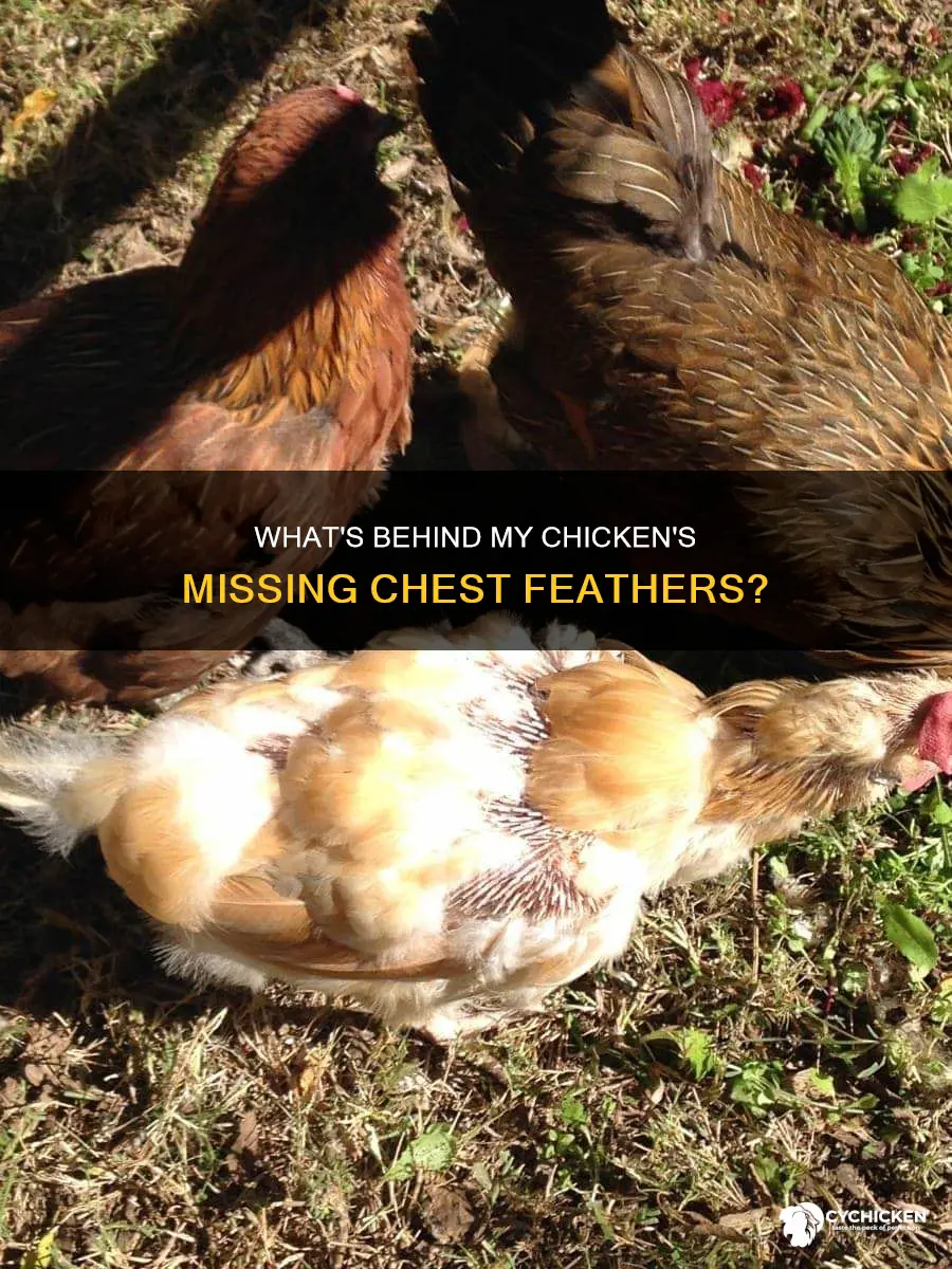 why is my chicken missing feathers on her chest