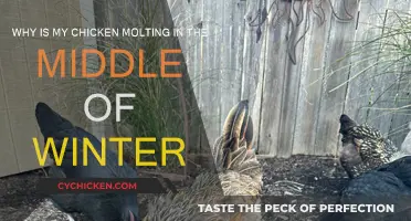 Winter Molting: Why Chickens Shed Feathers in Cold Weather