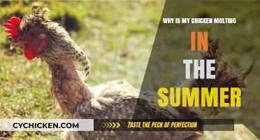Summer Molting in Chickens: Causes, Care, and What to Expect