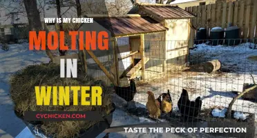 Winter Molting in Chickens: Causes, Care, and What to Expect