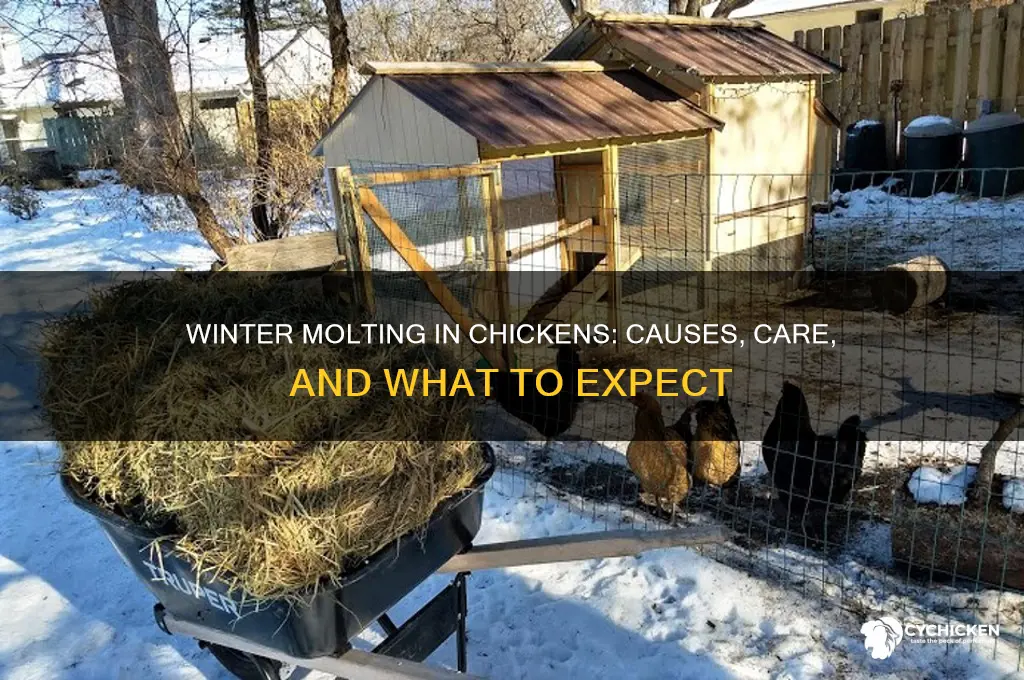 why is my chicken molting in winter