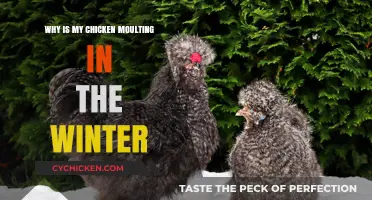 Winter Moulting in Chickens: Causes and Care Tips Explained