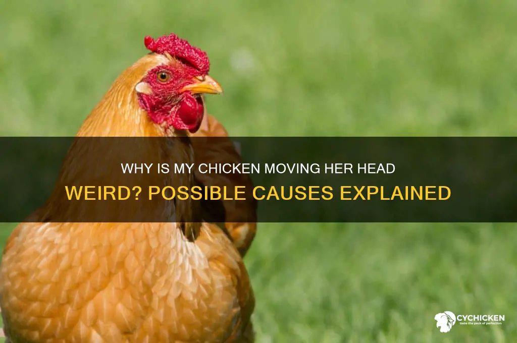 why is my chicken moving her head weird