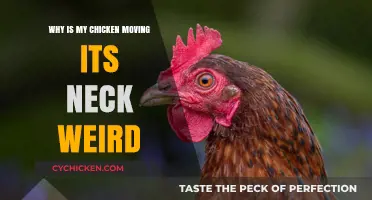 Why Is My Chicken Moving Its Neck Weird? Causes and Solutions