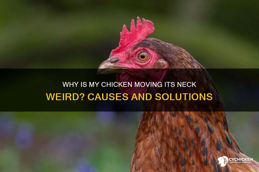 why is my chicken moving its neck weird