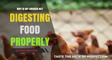 Chicken Digestion Issues: Causes and Solutions for Poor Food Absorption