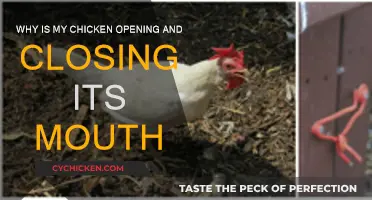 Strange Chicken Behavior: Mouth Movement Explained