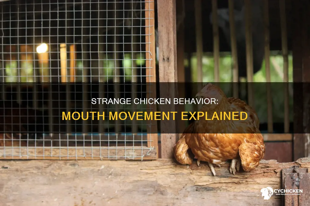 why is my chicken opening and closing its mouth