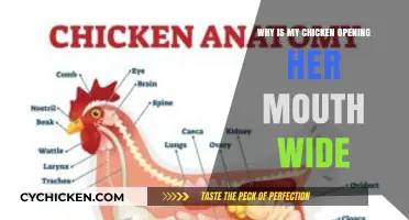 Why Does My Chicken Gape? Understanding Wide-Mouth Behavior in Poultry