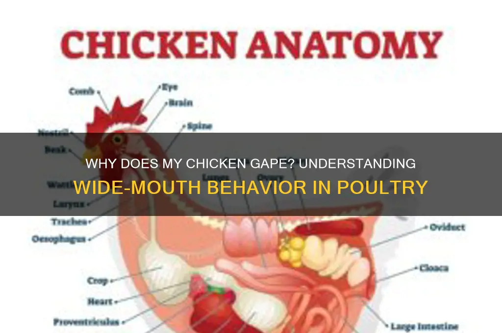 why is my chicken opening her mouth wide