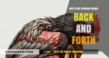 Why Is My Chicken Pacing? Understanding and Addressing Restlessness