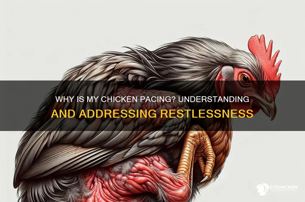 why is my chicken pacing back and forth