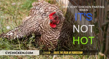 Chicken Panting: When Temperature Isn't the Issue