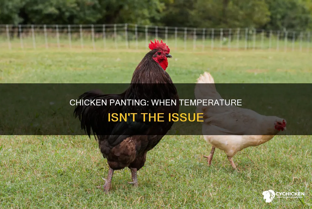 why is my chicken panting when it