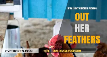 Why Is My Chicken Picking Out Her Feathers? Causes and Solutions