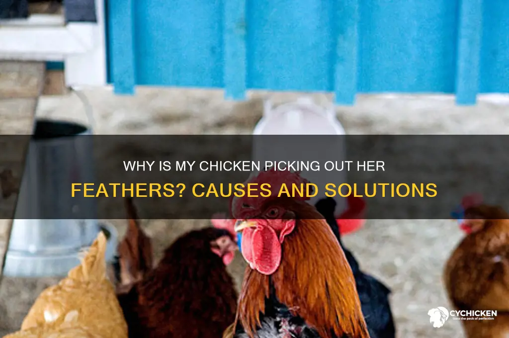 why is my chicken picking out her feathers