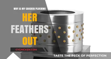 Why Is My Chicken Plucking Feathers? Causes and Solutions
