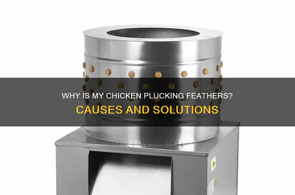 why is my chicken plucking her feathers out