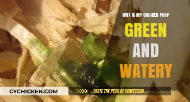 Green, Watery Chicken Poop: Causes and Solutions for Concerned Owners
